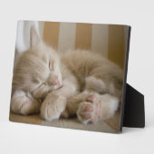 Plaque Photo Chaton couchant (Côté)