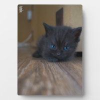 Chaton noir