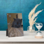 Plaque Photo Chaton noir (Côté)