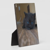 Plaque Photo Chaton noir (Côté)