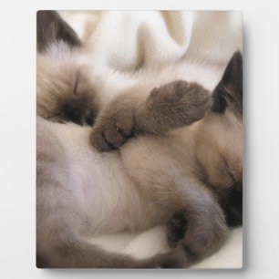 Plaque Photo Chaton siamois mignon de chat d'animal familier de