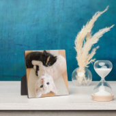 Plaque Photo Chatons Blancs Et Noirs (Insitu)