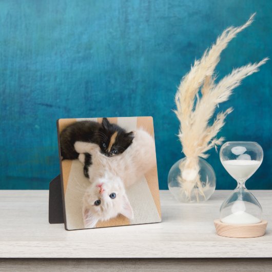 Plaque Photo Chatons Blancs Et Noirs (Insitu)