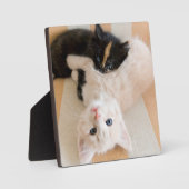 Plaque Photo Chatons Blancs Et Noirs (Recto)