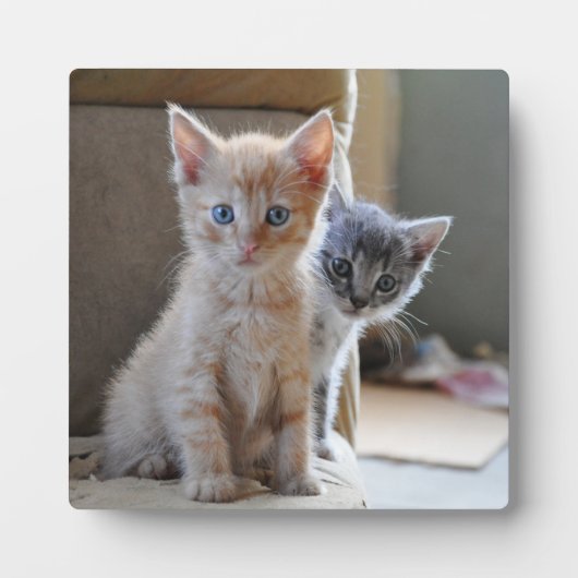 Plaque Photo Chatons curieux (Devant)
