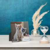 Plaque Photo Chatons curieux (Insitu)