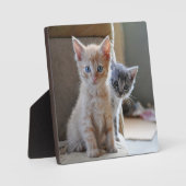 Plaque Photo Chatons curieux (Recto)