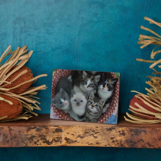 Plaque Photo Chatons Dans Un Panier (Côté)