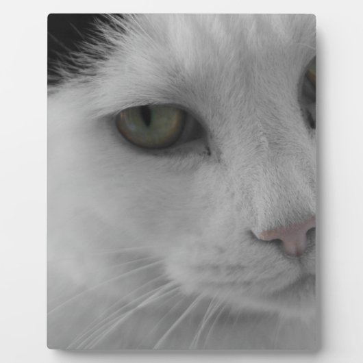 Plaque Photo Chats noir et blanc face (Devant)