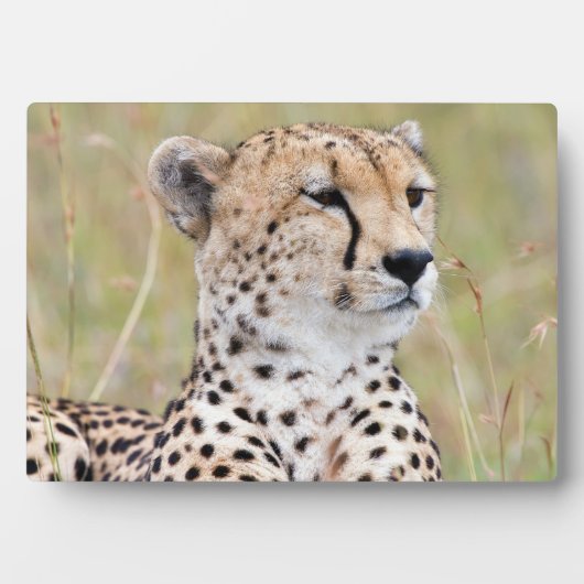 Plaque Photo Cheetah (Devant)