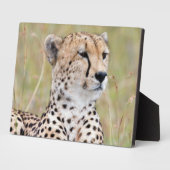 Plaque Photo Cheetah (Côté)