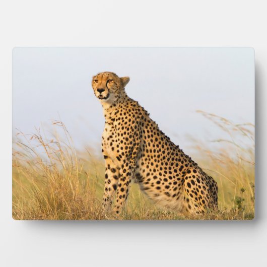 Plaque Photo Cheetah (Devant)