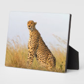 Plaque Photo Cheetah (Côté)
