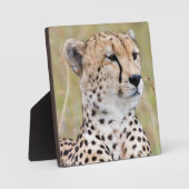 Plaque Photo Cheetah (Recto)