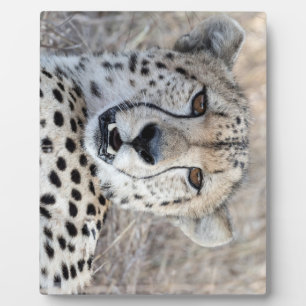Plaque Photo Cheetah Portrait