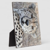 Plaque Photo Cheetah Portrait (Côté)
