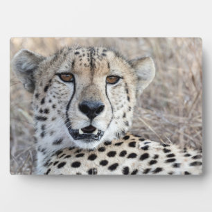 Plaque Photo Cheetah Portrait
