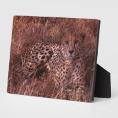 Plaque Photo Cheetah Stare (Côté)
