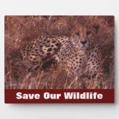 Plaque Photo Cheetah Stare Sauvez Notre Faune (Devant)