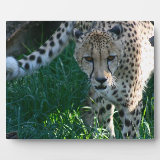 Plaque Photo Cheetah sur la chasse (Devant)