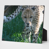 Plaque Photo Cheetah sur la chasse (Côté)