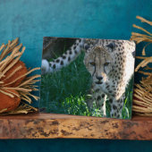 Plaque Photo Cheetah sur la chasse (Côté)