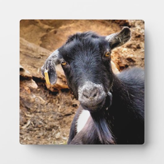 PLAQUE PHOTO CHÈQUE CUTE (Devant)