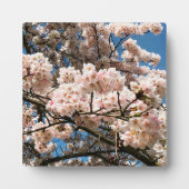 Plaque Photo Cherry Tree in Bloom, Oregon (Devant)