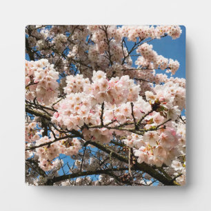 Plaque Photo Cherry Tree in Bloom, Oregon