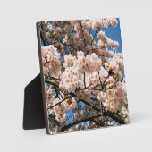Plaque Photo Cherry Tree in Bloom, Oregon (Recto)