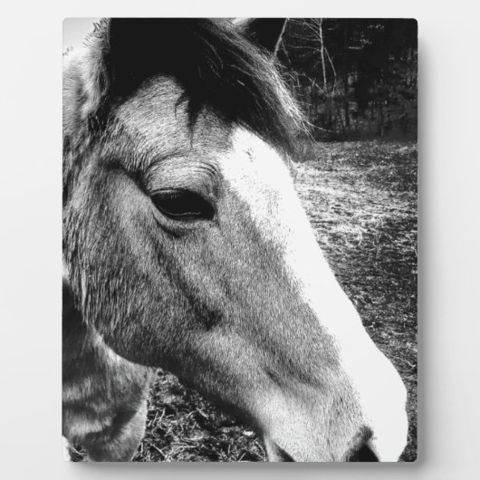 Plaque Photo Cheval (Devant)