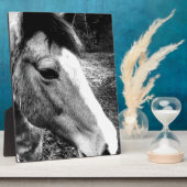 Plaque Photo Cheval (Côté)