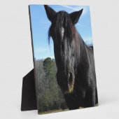 Plaque Photo Cheval à bascule noir secouru (Côté)