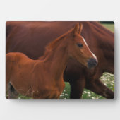 Plaque Photo Cheval arabe près de sa mère (Devant)