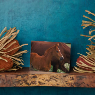 Plaque Photo Cheval arabe près de sa mère