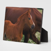 Plaque Photo Cheval arabe près de sa mère (Côté)
