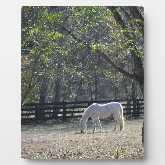 Plaque Photo Cheval blanc dans les arbres (Devant)