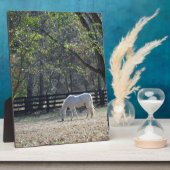 Plaque Photo Cheval blanc dans les arbres (Côté)