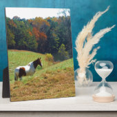 Plaque Photo Cheval blanc et Brown, étang d'automne (Côté)