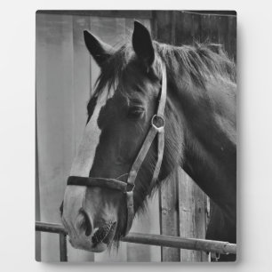 Plaque Photo Cheval blanc noir - Art de la photographie animale