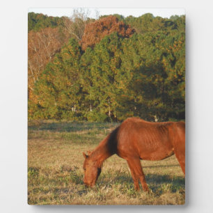 Plaque Photo Cheval Brown aux pins