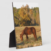 Plaque Photo Cheval Brown dans le champ d'arbre jaune (Côté)