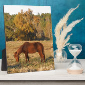 Plaque Photo Cheval Brown dans le champ d'arbre jaune (Côté)