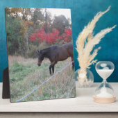Plaque Photo Cheval Brown dans les arbres d'automne rouges (Côté)