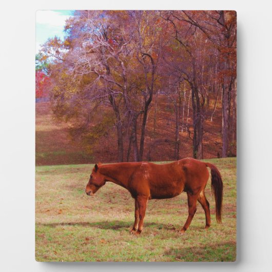 Plaque Photo Cheval Brown dans un champ d'herbe (Devant)