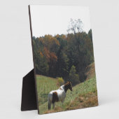 Plaque Photo Cheval Brown et blanc à l'étang d'automne (Côté)