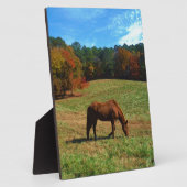 Plaque Photo Cheval Brown rouge, arbres de chute, ciel bleu (Côté)