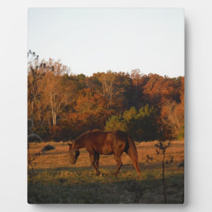 Plaque Photo Cheval Brown rouge, bois d'automne.