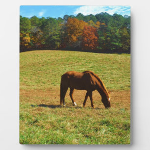 Plaque Photo Cheval Brown rouge dans les arbres d'automne