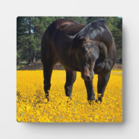 Cheval de baie dans un champ de fleurs jaunes